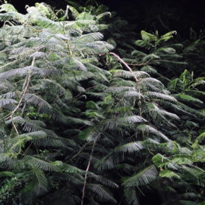 DSCN0149 - trees 1 - اشجار trees 1 - اشجار