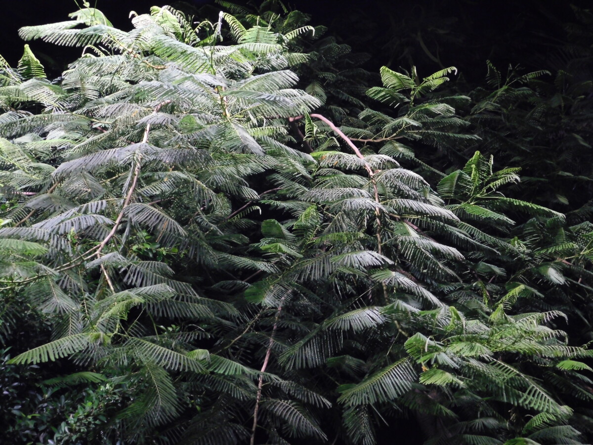 DSCN0149 - trees 1 - اشجار trees 1 - اشجار