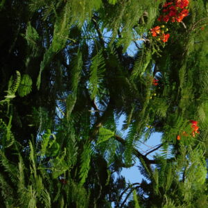 flowers 22 - زهور flowers 22 - زهور