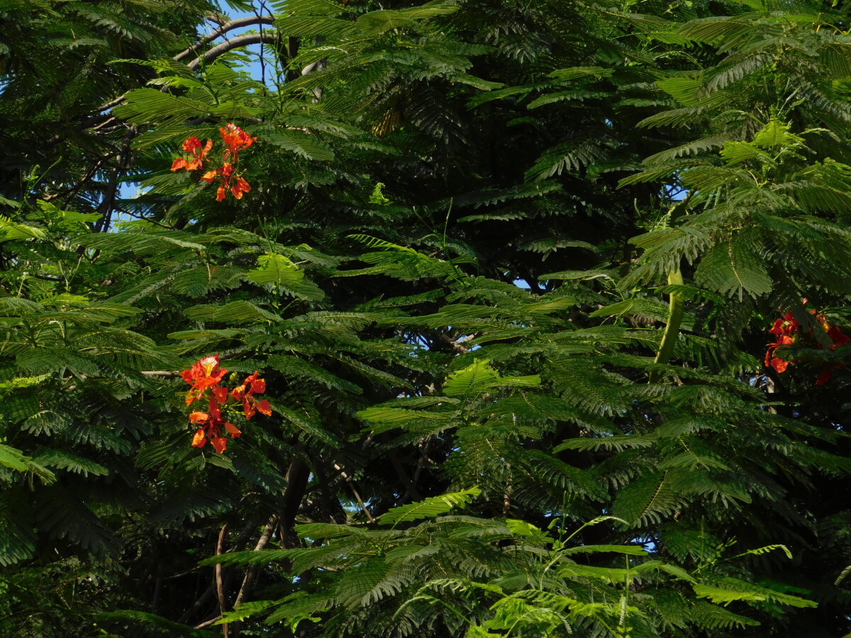 flowers 21 - زهور flowers 21 - زهور