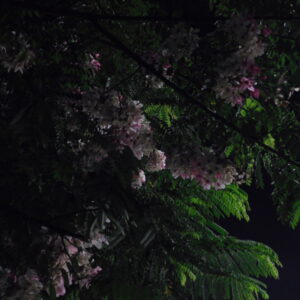 flowers  20 - زهور