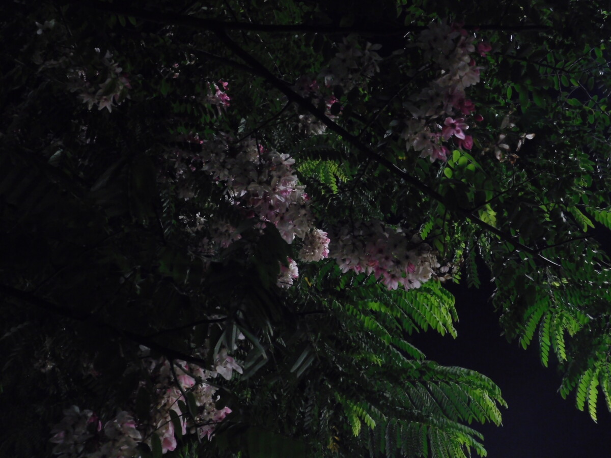 flowers  20 - زهور