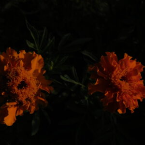 DSCN0312 - flowers 19 - زهور flowers 19 - زهور