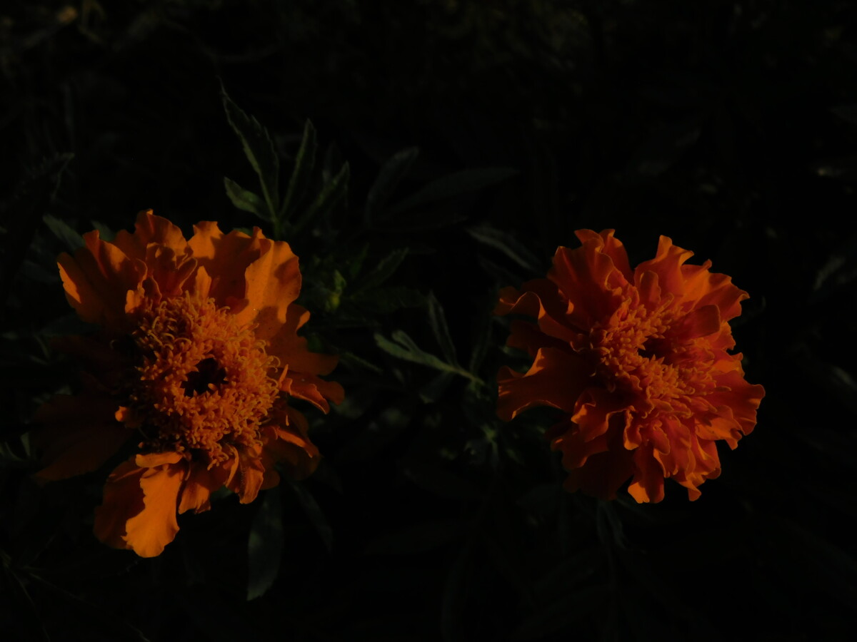 flowers 19 - زهور