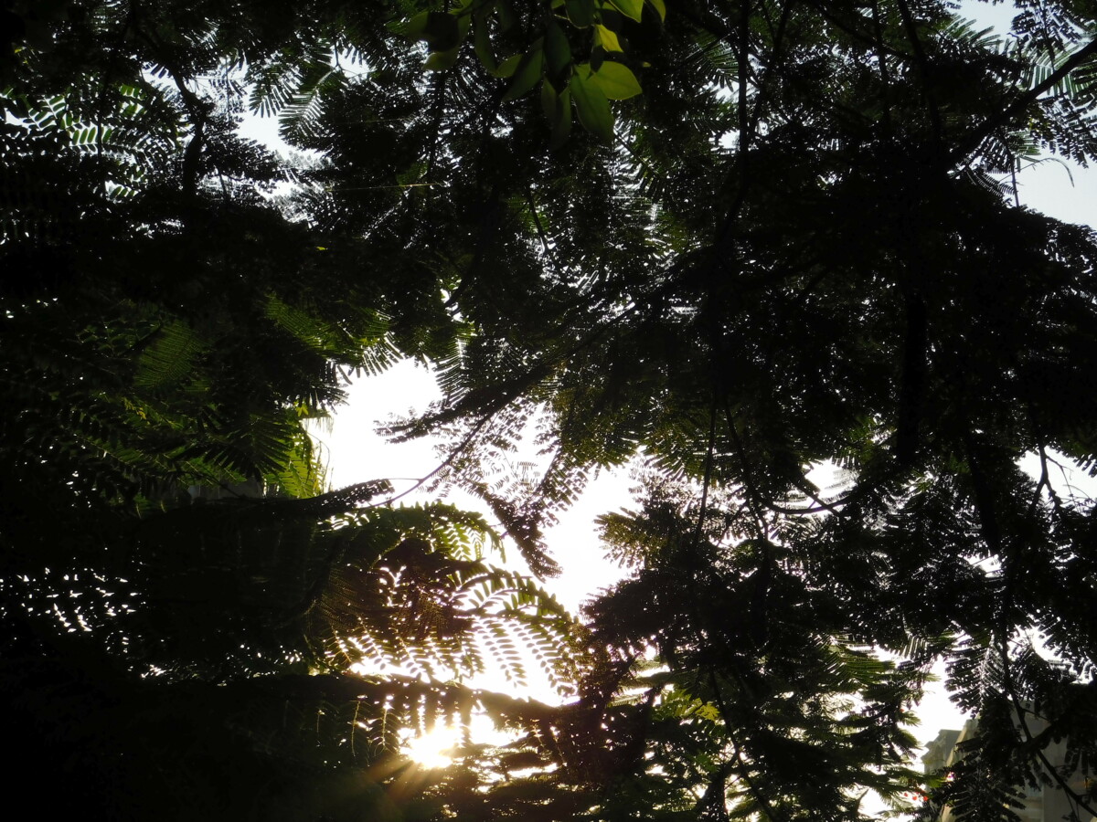 DSCN0410 - trees-10 اشجار Trees-10 اشجار