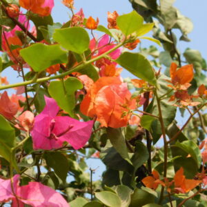 egyption folc الشعبي المصري