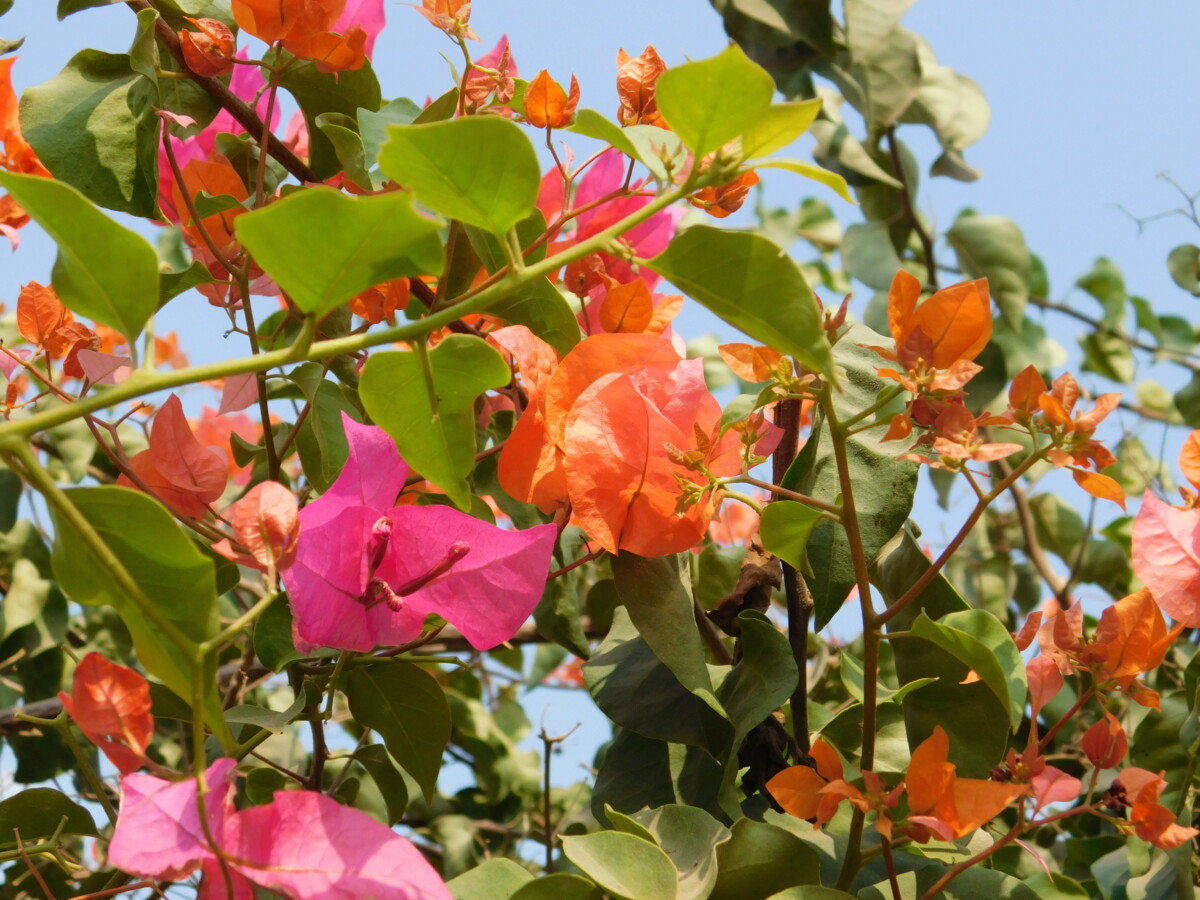 egyption folc الشعبي المصري