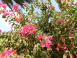 flowers 18 - زهور