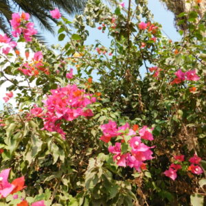 DSCN0432 - flowers 18 - زهور flowers 18 - زهور