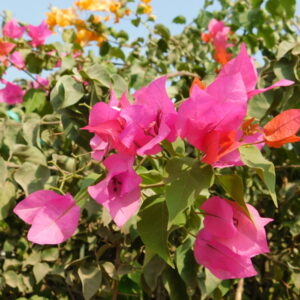DSCN0437 - flowers 17 - زهور flowers 17 - زهور