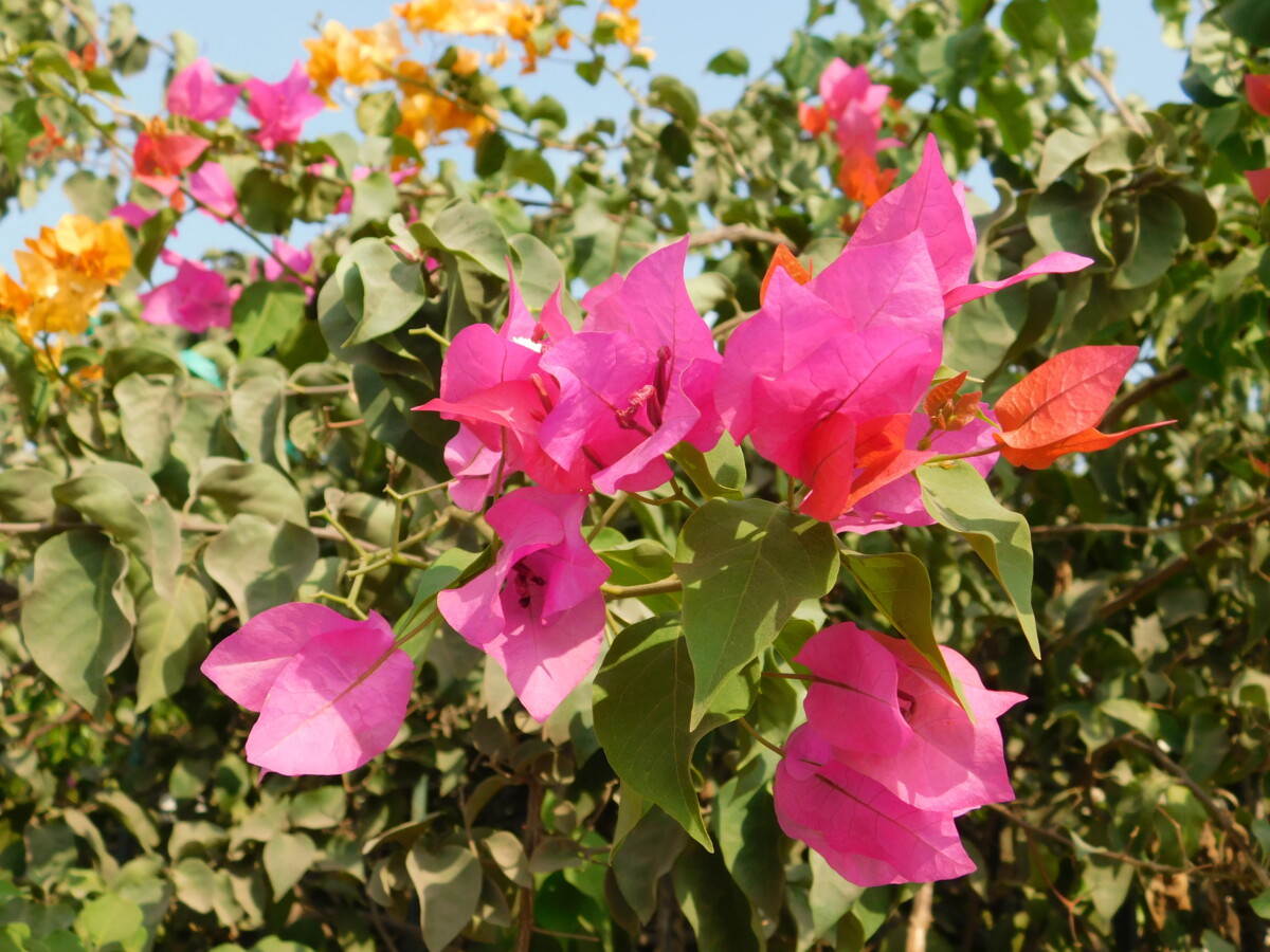 flowers 17 - زهور