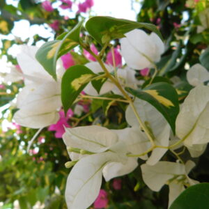 flowers 16- زهور