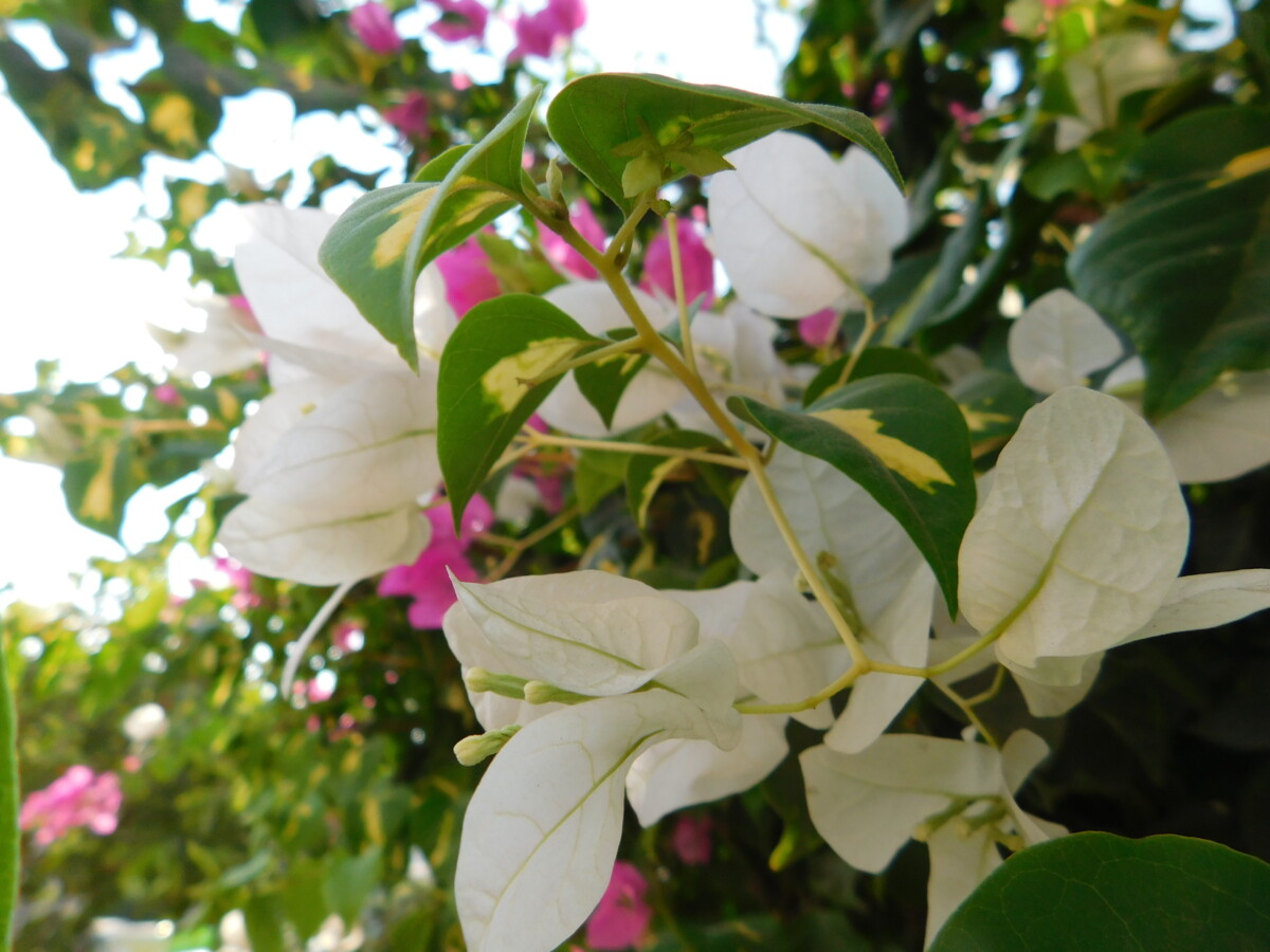 flowers 16- زهور