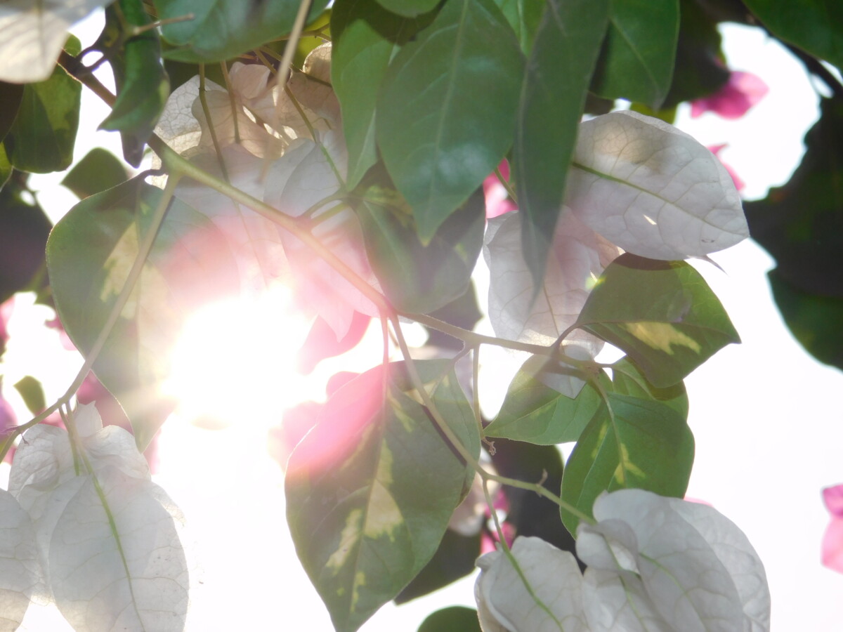 Magic of the beauty - سحر الجمال