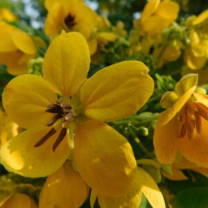 Queen of Flowers - ملكة الزهور