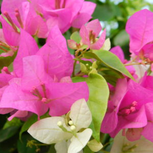 flowers 15 - زهور