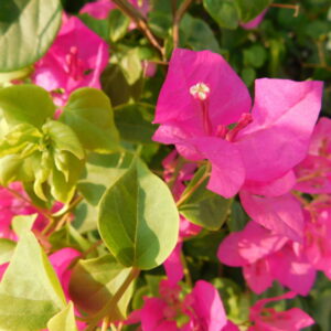 flowers 14 - زهور