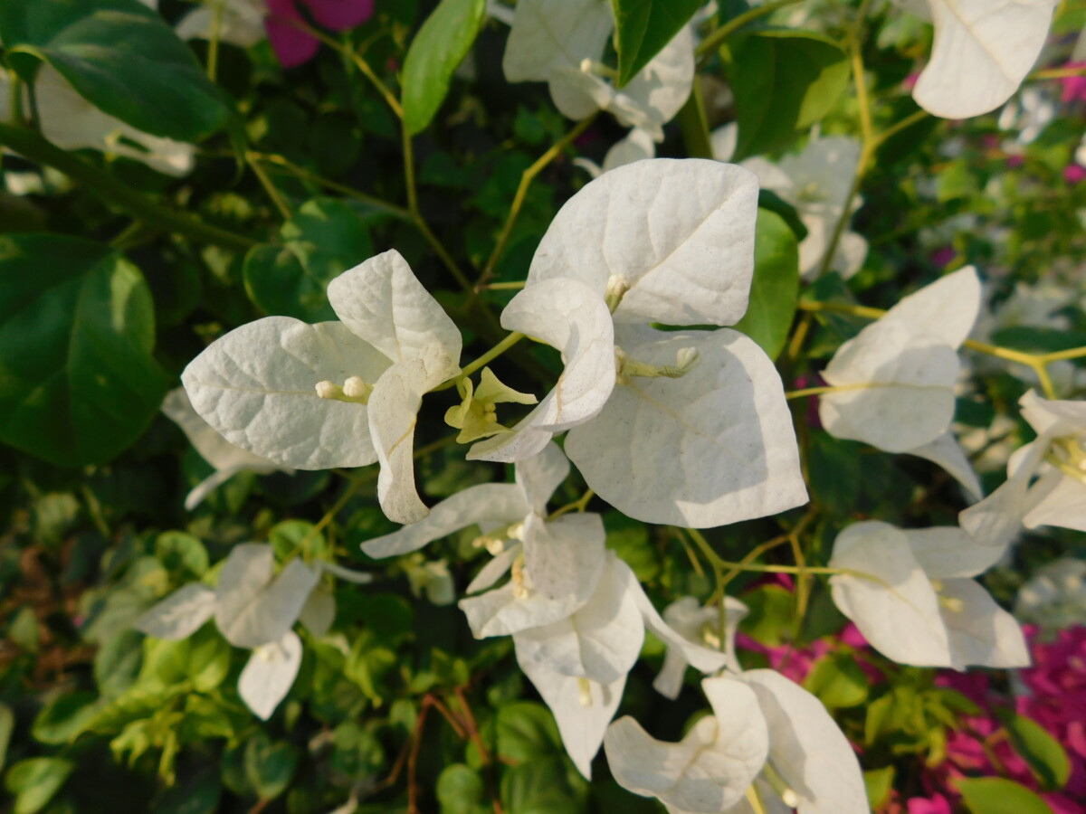 DSCN0619 - flowers 13 -زهور flowers 13 زهور