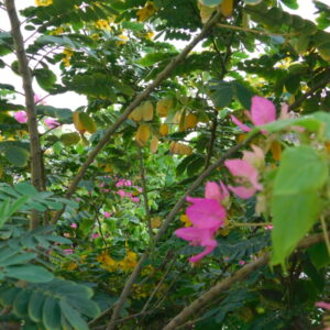 flowers 11 -زهور