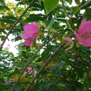 flowers 10 -زهور