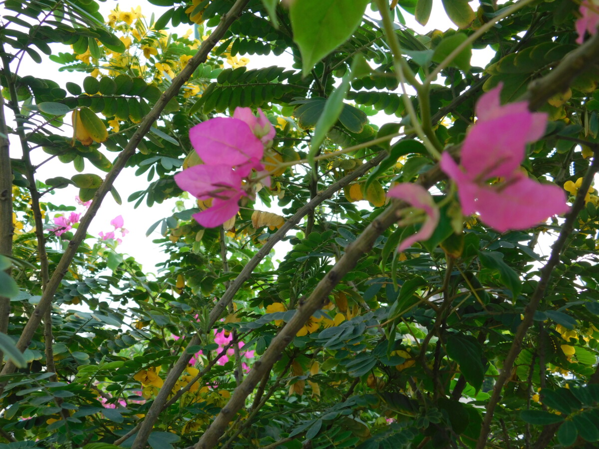 flowers 10 -زهور