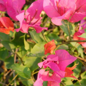 بين الطبيعه (calm music - موسيقى هادئه)Between nature