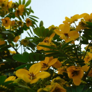 east asia music  - موسيقي شرق اسيا