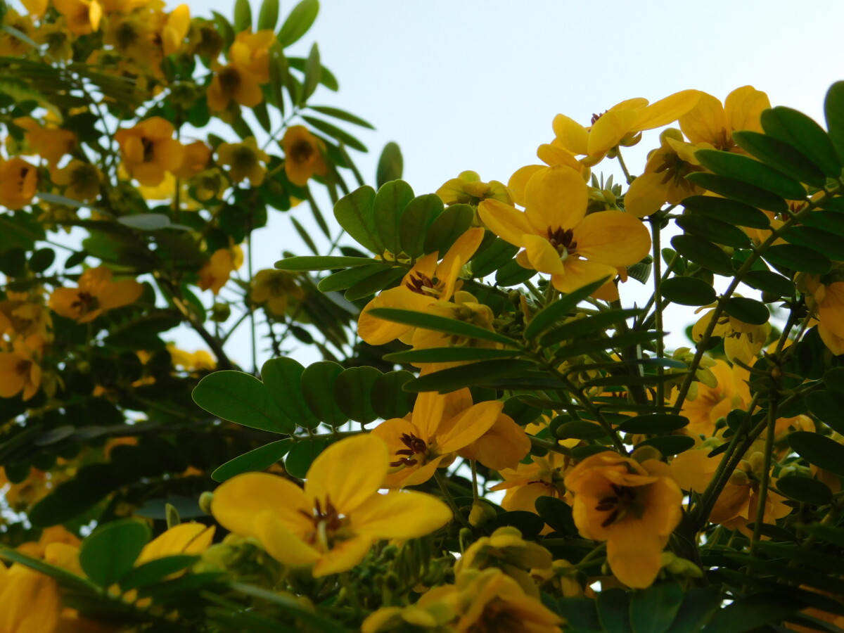 DSCN0679 - flowers 8 -زهور east asia music - موسيقي شرق اسيا