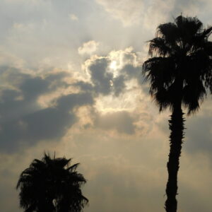 Trees 9 - اشجار