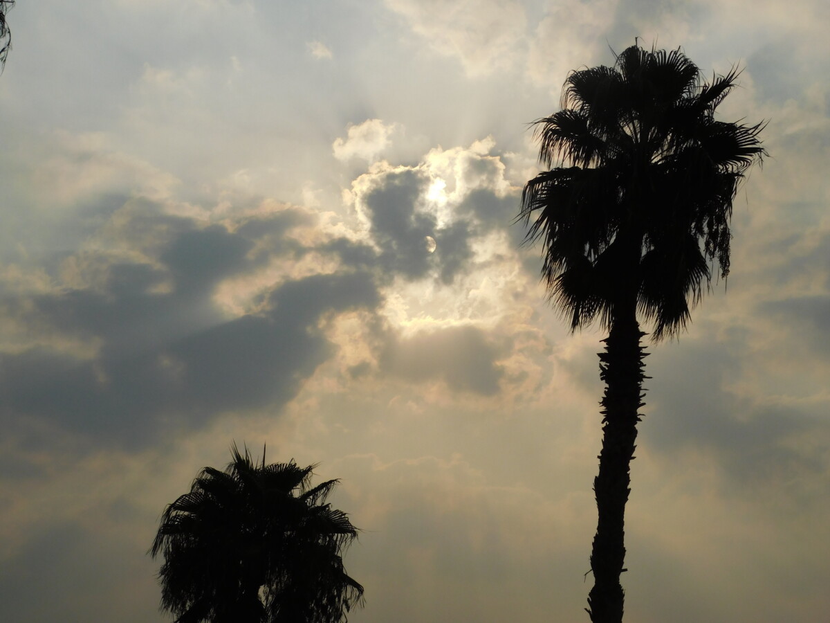 Trees 9 - اشجار