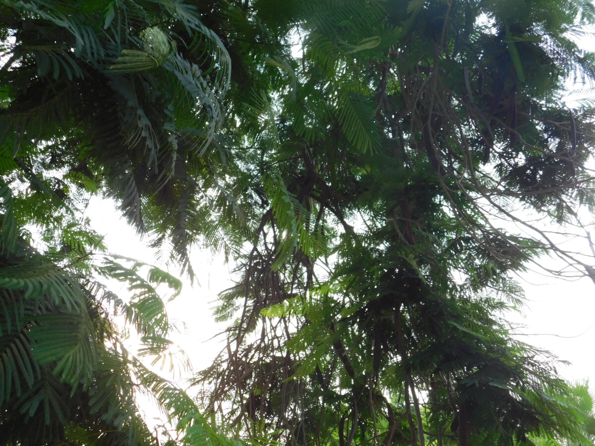 DSCN0701 - Trees 8 - اشجار Trees 8 - اشجار