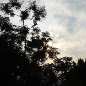 Africa إفريقيا