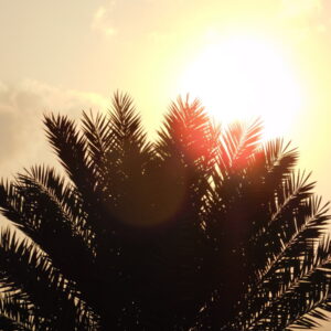 Trees 6 - اشجار