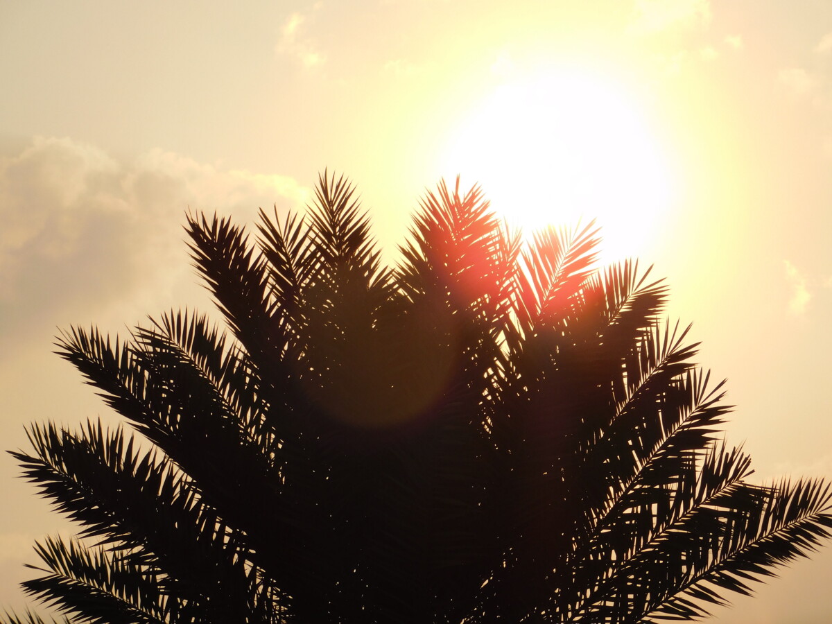 DSCN0779 - Trees 6 - اشجار Trees 6 - اشجار