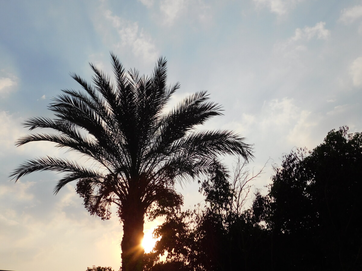 Trees 3 - اشجار