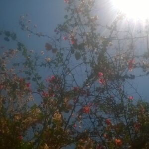 WP_20200510_13_34_01_Pro - flowers 7 - زهور flowers 7 - زهور