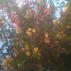 like a humen كما الإنسان