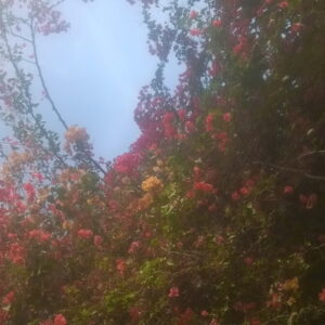 WP_20200511_16_14_19_Pro - flowers 5 - زهور flowers 5 - زهور