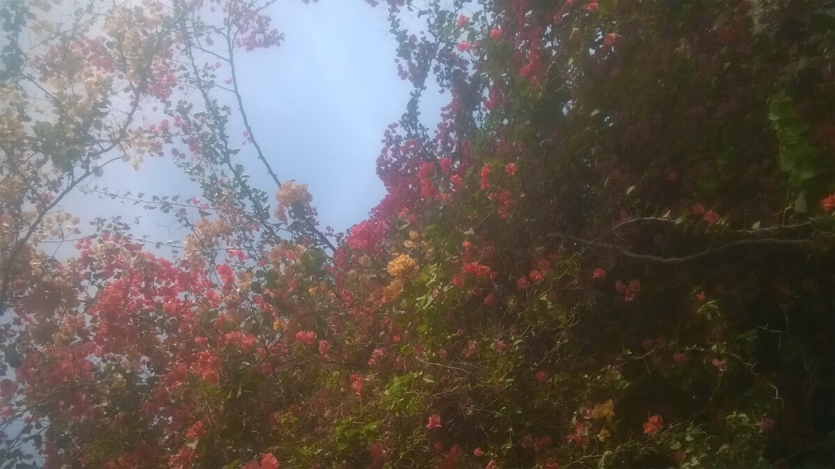 flowers 5 - زهور