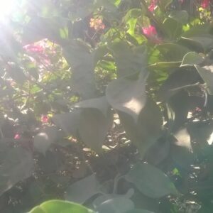 WP_20200816_15_24_16_Pro - flowers 4 - زهور flowers 4 - زهور