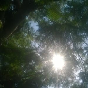 Trees 5 - اشجار