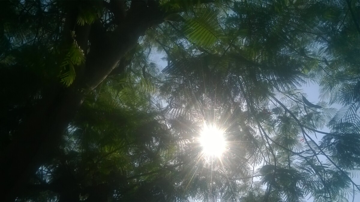 trees 2 - اشجار