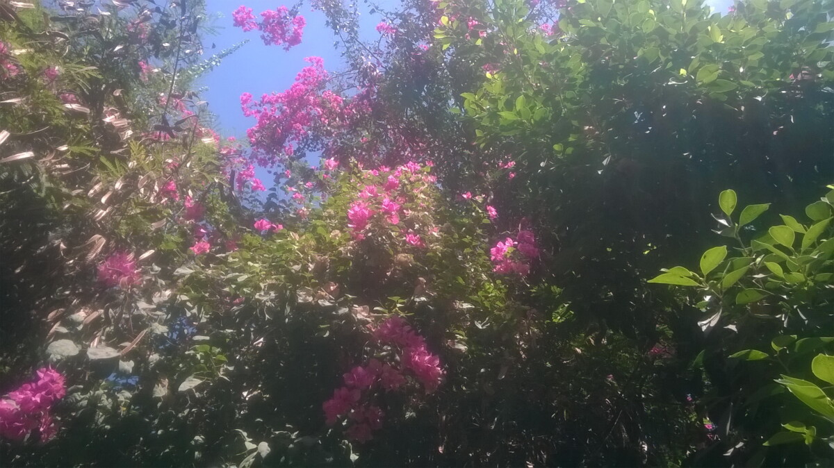 flowers 3 - زهور