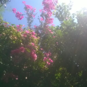 WP_20200818_14_28_11_Pro - flowers 2 - زهور flowers 2 - زهور