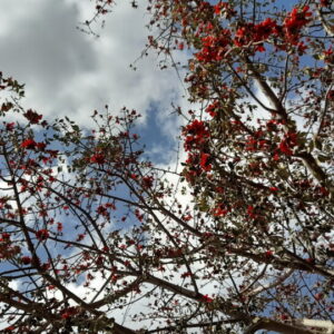 ٢٠٢١٠٣٢٤ flowers 27 - زهور _١٣٥٩٠٣ flowers 27 - زهور