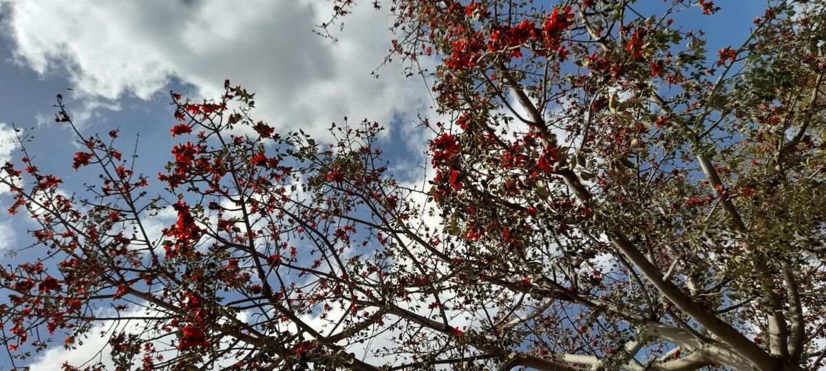 flowers 27 - زهور