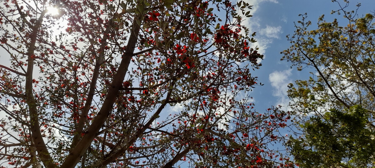 Trees and sky - أشجار و السماء