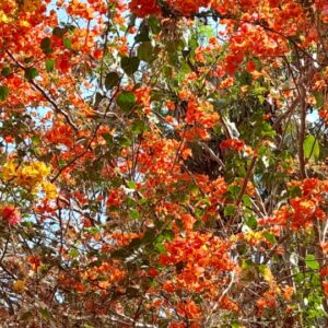 flowers - 24 - زهور flowers 24 - زهور