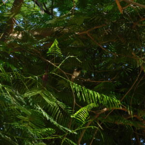 birds and music  - طيور و موسيقى