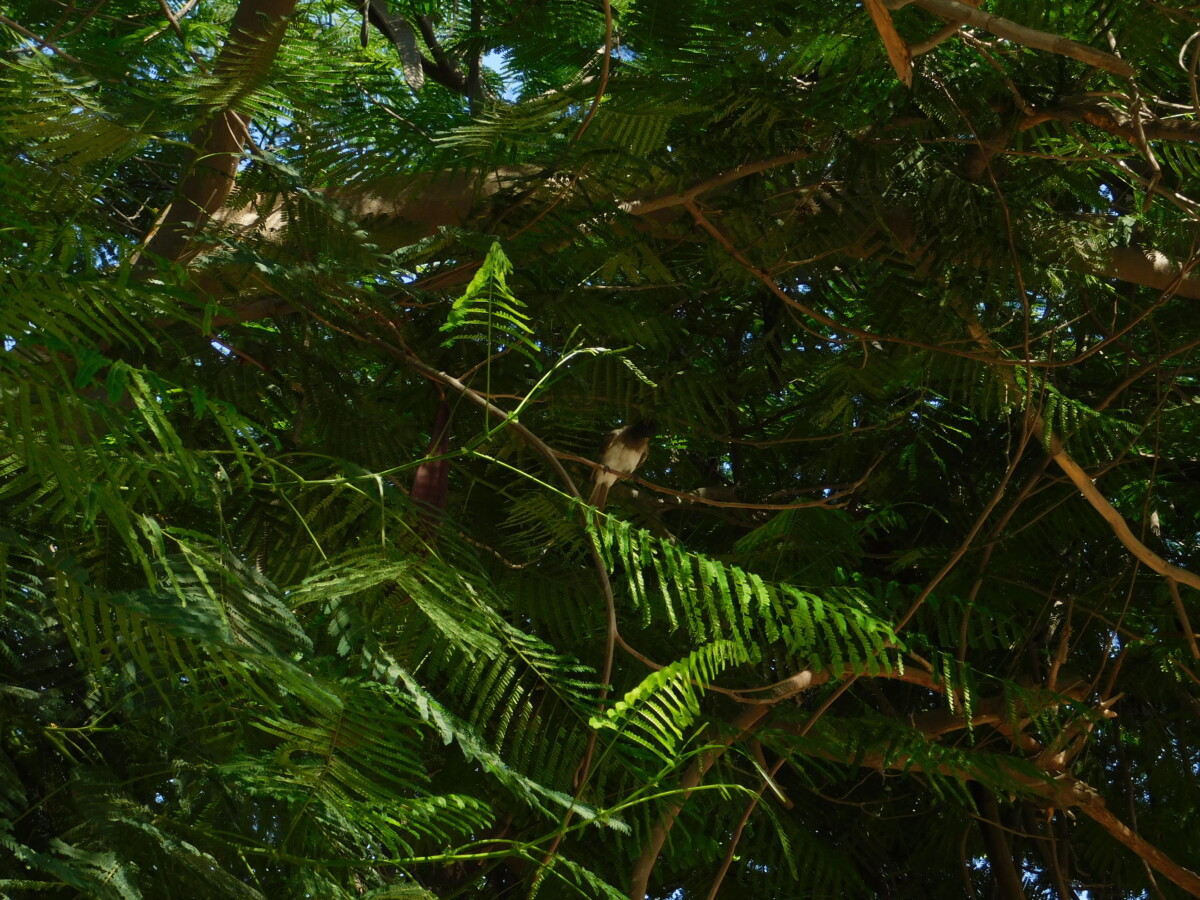 birds and music  - طيور و موسيقى